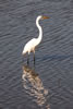 By Myrtle Beach:Huntington Beach State Park